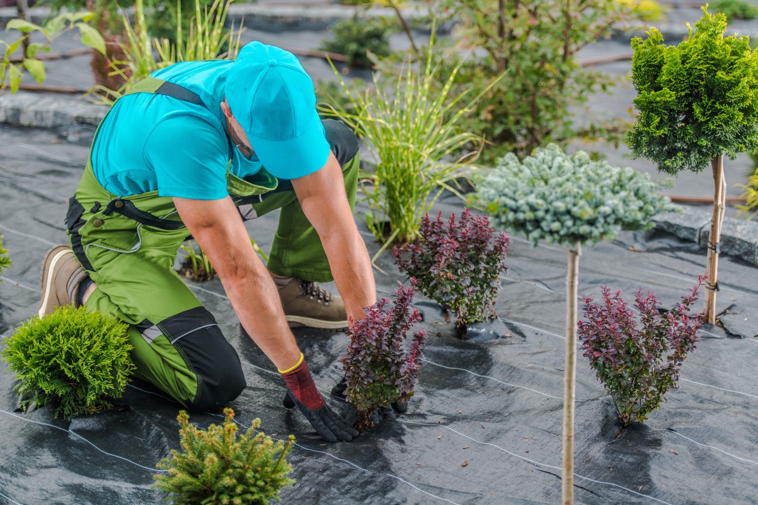 Garden & Plant Installation